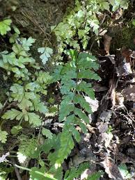 Image result for Asplenium pumilum
