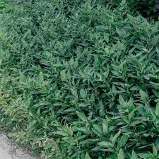 Image result for Shibataea kumasasa