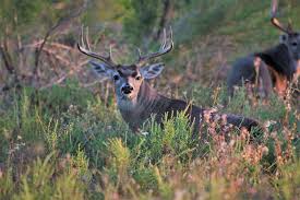 Learn about buck the horse villager in animal crossing: Deer Buck Bucks Free Photo On Pixabay