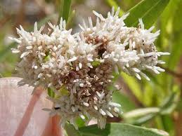Image result for Maerua salicifolia
