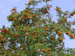 Nicht nur vögel lieben die beeren, in gekochtem zustand lassen sich daraus leckere marmeladen zubereiten. Essbare Vogelbeere Eberesche Edulis Sorbus Aucuparia Edulis Baumschule Horstmann