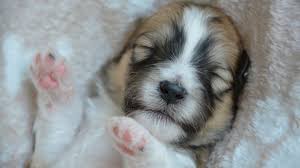 All pups will leave vaccinated, dewormed, microchipped, 1 year genetic health. Why Do Puppies Open Their Eyes After Being Born Dog Discoveries