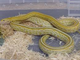 Perrin the gold dust corn snake. Gold Dust Tessera Corn Snake Pets Snake