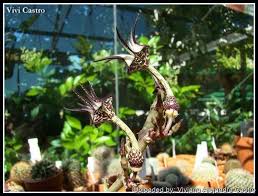Image result for Ceropegia gracilior