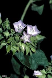 Image result for Jacquemontia paniculata