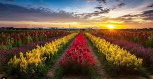 Danau marakash adalah tempat wisata bekasi yang beralamat di jl. Wisata Baru Di Gowa Rainbow Garden Terlihat Instagramable Mirip Keukenhof Belanda