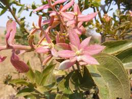 Image result for Anisophylleaceae