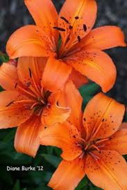 Pin By Margarita Urrego On Blooming Breath Of Fragrance Orange Flowers Beautiful Flowers Lily Flower