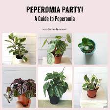 Jan 26, 2021 · peperomia plant care. How To Care For Peperomia Plants House Plants Indoor Indoor Plants