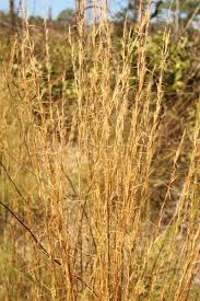 Image result for Aristida bipartita