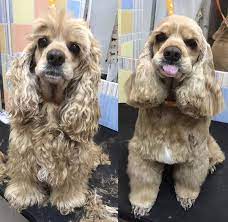 20 Best Cocker Spaniel Haircuts For Your Puppy Page 4 The Paws Cocker Spaniel Haircut Cocker Spaniel Grooming Cocker Spaniel