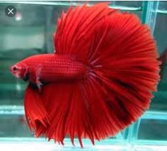 Betta Fish Breeder Kannur Home Facebook