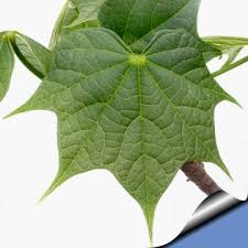 Image result for Firmiana