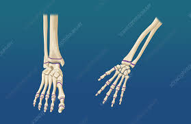 Image result for Hand Growth Plates