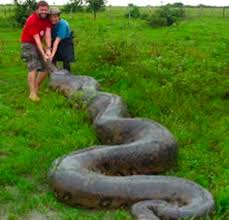 Why it is not easy to drag Anaconda with weight of 150 kgs? | Snake facts,  Anaconda snake, Saltwater crocodile