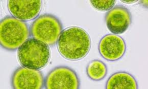 how marine algae could help feed the world