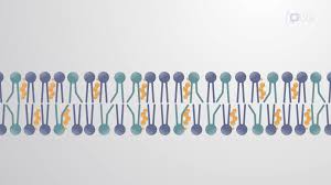 1 Changes In Membrane Structure And The Behavior Of Lipid Bilayers... |  Download Scientific Diagram