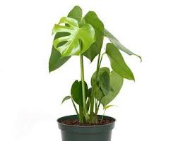 Split Leaf Philodendron Monstera Deliciosa Live Plant 3 Etsy Plants Philodendron Monstera Live Plants