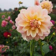 Pin On Dahlias