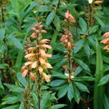 Image result for Jamesbrittenia integerrima