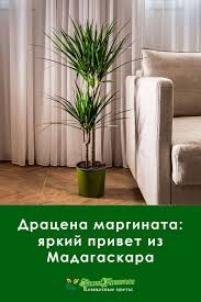 как ухаживать за герберой в горшке в домашних условиях Dracena Marginata Ili Okajmlennaya Uhod V Domashnih Usloviyah S Foto V 2020 G Rasteniya Komnatnye Cvety Poliv Rastenij