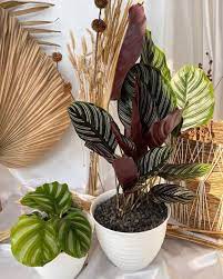 Jual tanaman hias pot +6281338.324881. Ini Dia 8 Toko Tanaman Lokal Untuk Pecinta Tanaman Hias