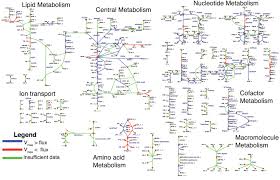 Every day, brenda gross and thousands of other voices read, write, and share important stories on medium. Essential Metabolism For A Minimal Cell Elife