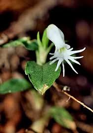 Image result for Cheirostylis lepida