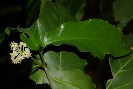 Image result for Lasiodiscus pervillei