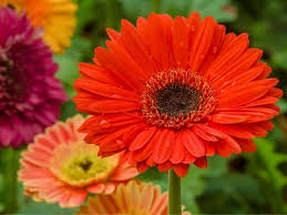 Flowers that start with g pictures. 13 Gorgeous Flowers That Start With G