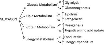 Glucagon failures have been reported. Problem Or Solution The Strange Story Of Glucagon Sciencedirect
