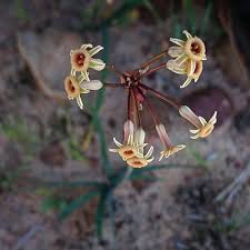 Image result for Tulbaghia friesii