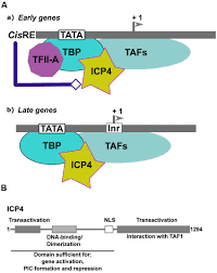 Frontiers Herpesvirus Late Gene Expression A Viral Specific Pre Initiation Complex Is Key Microbiology
