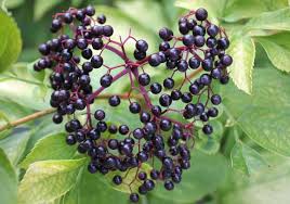 I have been looking into getting an elderberry for the fruit and wine making. Elder Pod Easy Edible Gardening