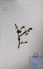 Image result for Commiphora pedunculata