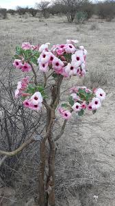 Image result for Adenium boehmianum