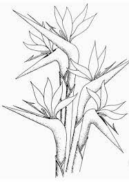 Pin By Griselda Rey On Patterns Stencils Bird Drawings Flower Line Drawings Birds Of Paradise Flower
