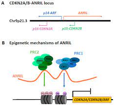 Genes Free Full Text Non Coding Rna And Tumor Development In Neurofibromatosis Type 1 Anril Rs2151280 Is Associated With Optic Glioma Development And A Mild Phenotype In Neurofibromatosis Type 1 Patients Html