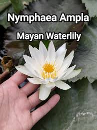 Image result for Nymphaea divaricata