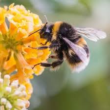 Pin Von Christiane Janssen Auf Hummeln In 2020 Bienenprodukte Hummeln Wildbienen