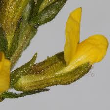 Image result for Melolobium