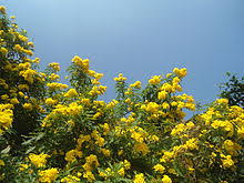Common names include yellow trumpetbush, yellow bells, yellow elder. Tecoma Stans Wikipedia