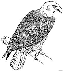5 out of 5 stars (1,137) $ 1.25. Eagle Coloring Pages Perched On Branch Coloring4free Coloring4free Com