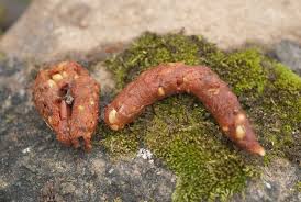 Image result for marten poop