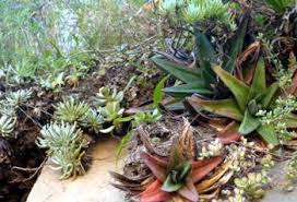 Image result for Caputia