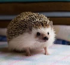(3 days ago) first most, understand that no matter what, even if you buy a hedgehog for sale, or adopt, as a new pet owner it is your responsibility to care for the hedgehog it's entire lifespan. Pin By Estefania C R On Hedgehogs Baby Hedgehog Hedgehog Pet Super Cute Animals