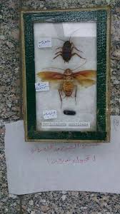 حشرة الصرصور الامريكي تحور تدريجي Decor Home Decor Americana