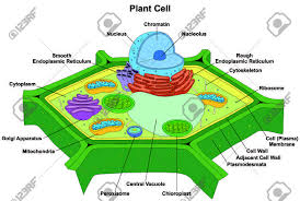 Maybe you would like to learn more about one of these? Plant Cell Anatomy Diagram Structure With All Part Nucleus Smooth Rough Endoplasmic Reticulum Cytoplasm Royalty Free Cliparts Vectors And Stock Illustration Image 71810368