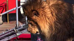 Jackie, aka leo, in a ryan brougham airplane modified to take him on a transcontinental flight in 1927. Leo The Lion Paw Print Highlight At The Metro Goldwyn Mayer Kicks Off 90th Anniversary Celebration Youtube