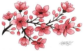 Cherry Blossoms Blumen Zeichnen Blumenzeichnung Blumen Zeichnung